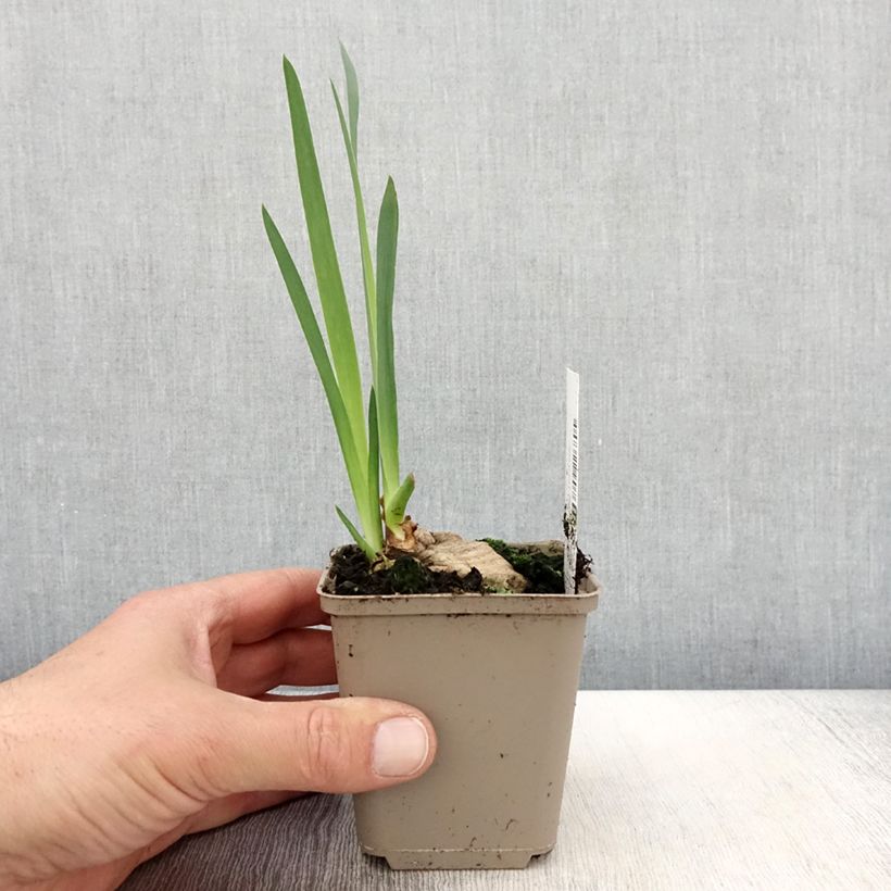 Amostra de Iris germanica Bébé Rose Vaso de 8/9 cm tal como entregue na primavera