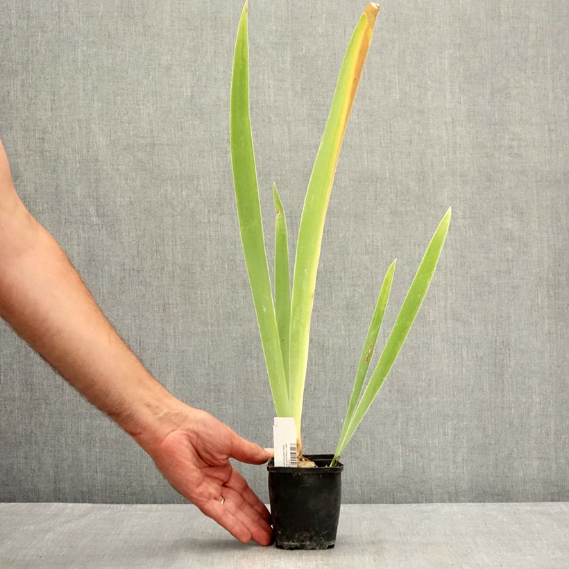 Amostra de Iris germanica Belle Surprise Vaso de 8/9 cm tal como entregue no verão