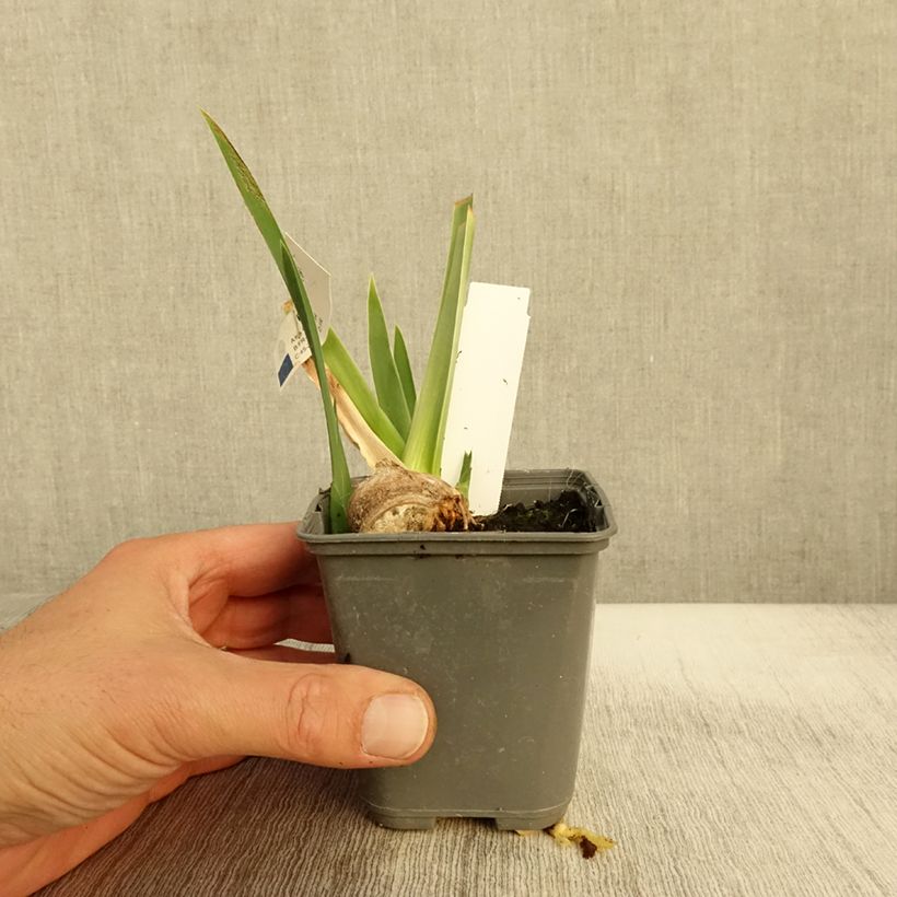 Amostra de Iris germanica Belle Surprise Vaso de 8/9 cm tal como entregue no outono