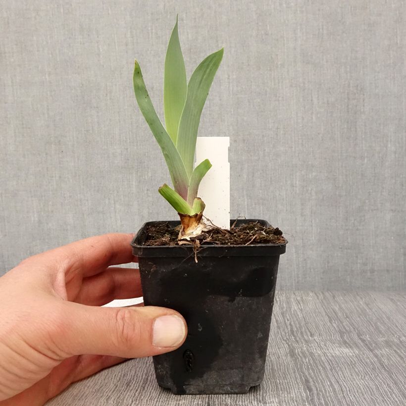Amostra de Iris germanica Bishop's Robe Vaso de 8/9 cm tal como entregue na primavera