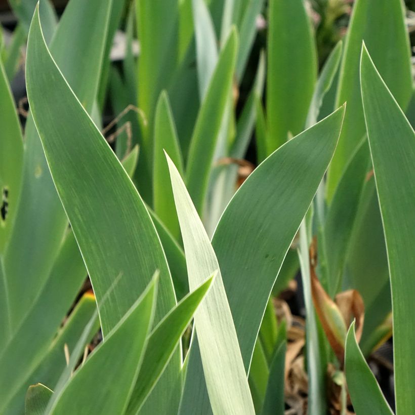 Iris germanica Black Dragon (Folhagem)