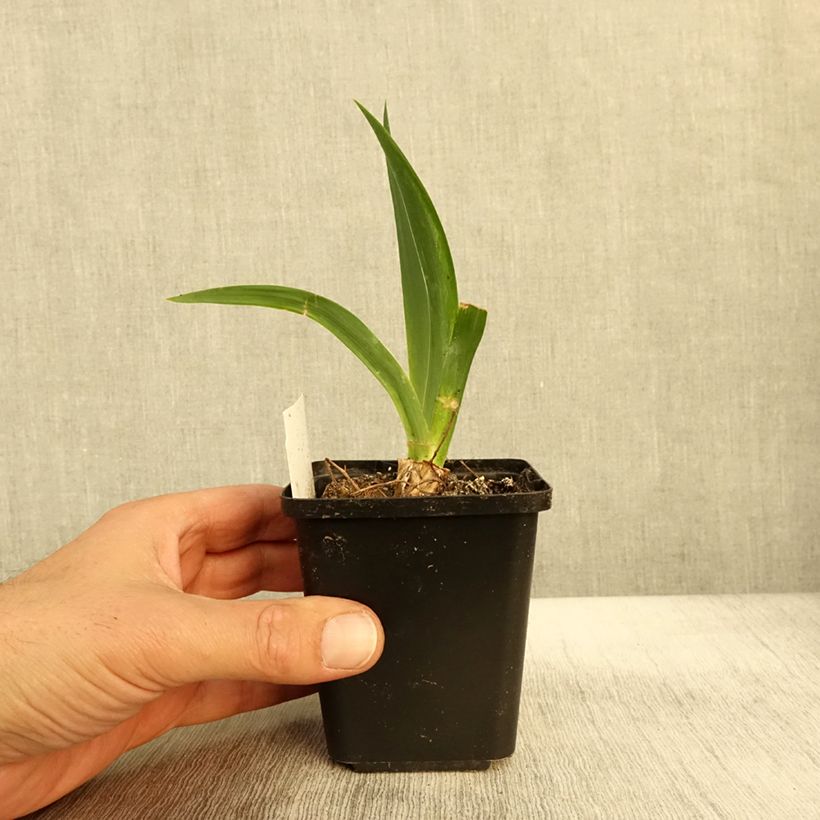 Amostra de Iris germanica Black Knight - Iris des jardins Godet de 8/9 cm tal como entregue no outono