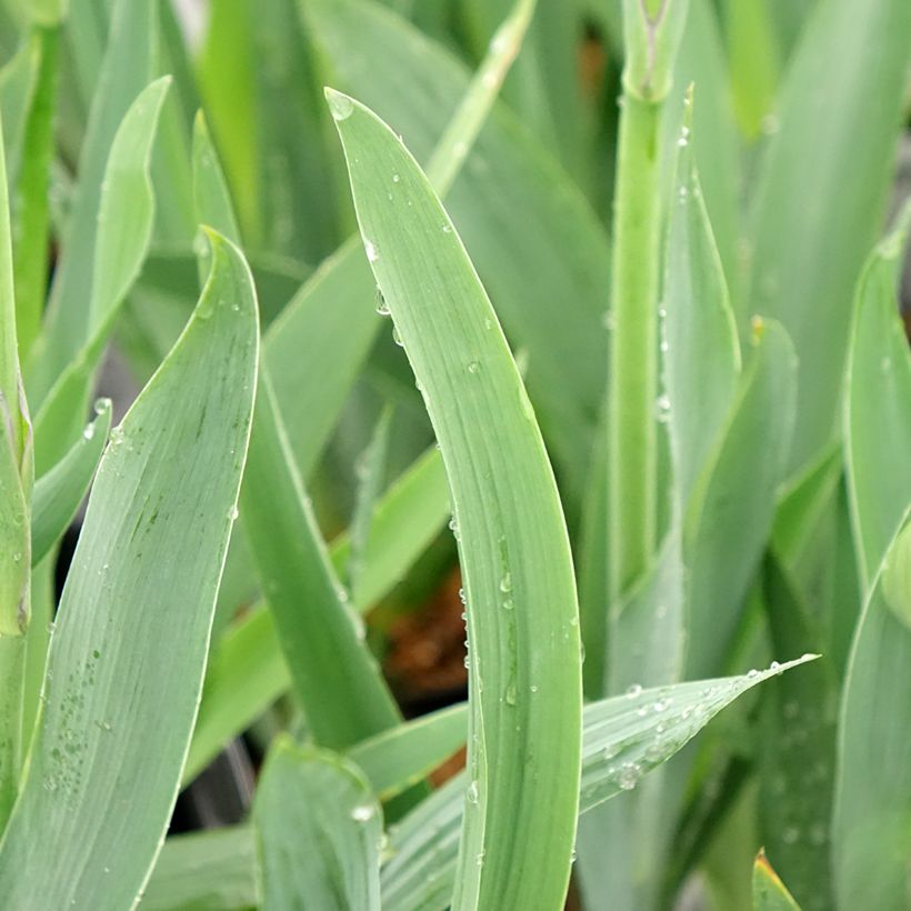 Iris germanica Black Knight (Folhagem)