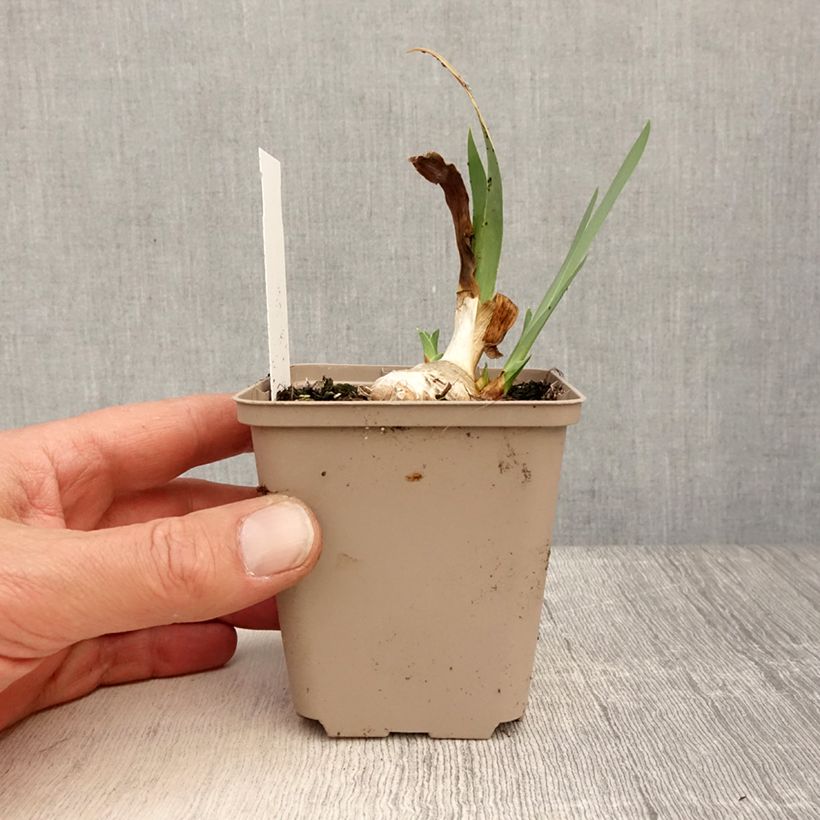 Amostra de Iris germanica Blessed Again - Iris des Jardins intermédiaire remontant Godet de 8/9 cm tal como entregue na primavera