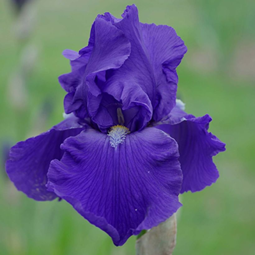 Iris germanica Bleu de Gien (Floração)