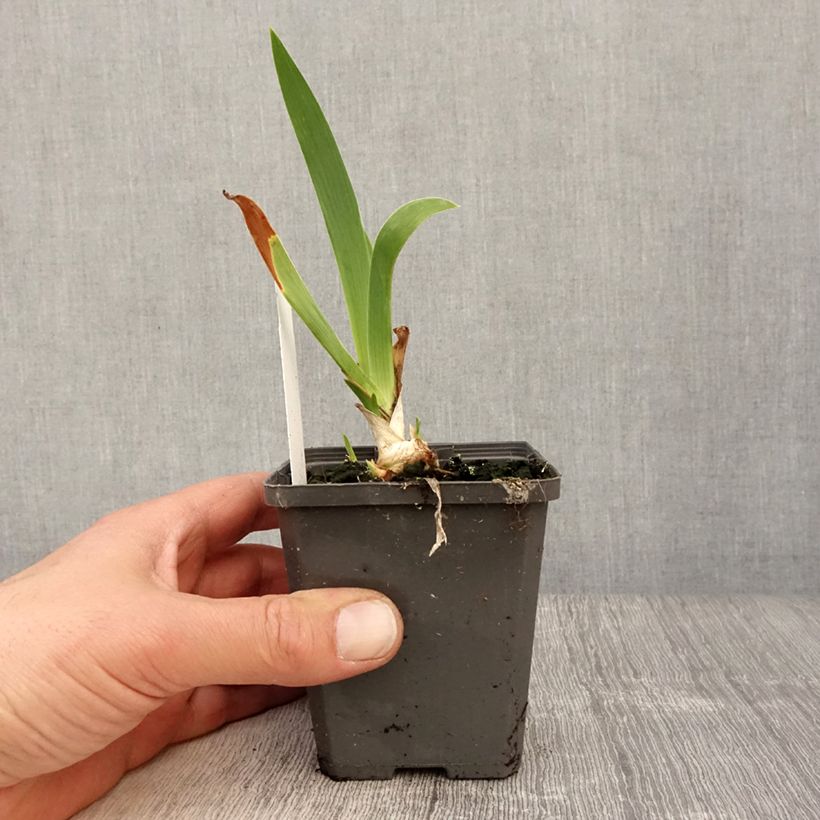 Amostra de Iris germanica Blue Rhythm Vaso de 8/9 cm tal como entregue na primavera