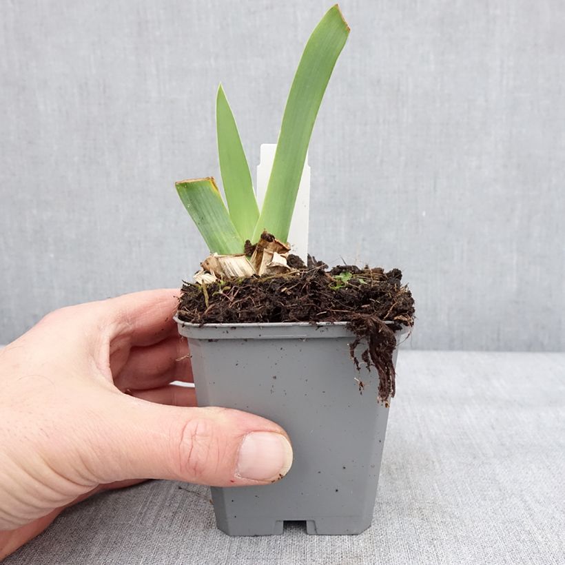 Amostra de Iris germanica Blue Sapphire Vaso de 8/9 cm tal como entregue no inverno