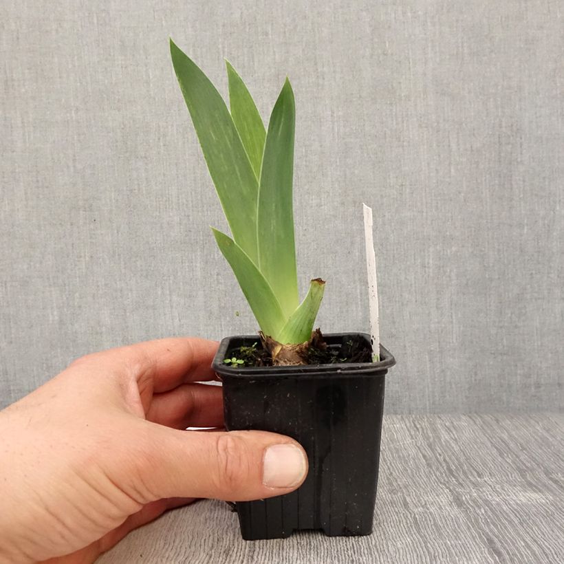 Amostra de Iris germanica Blue Sapphire Vaso de 8/9 cm tal como entregue na primavera