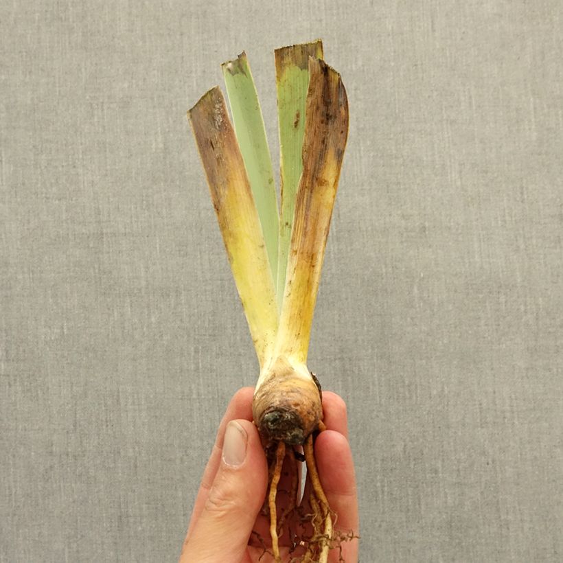 Amostra de Iris germanica Brilliant Disguise - Íris alemã Rizoma tal como entregue no inverno