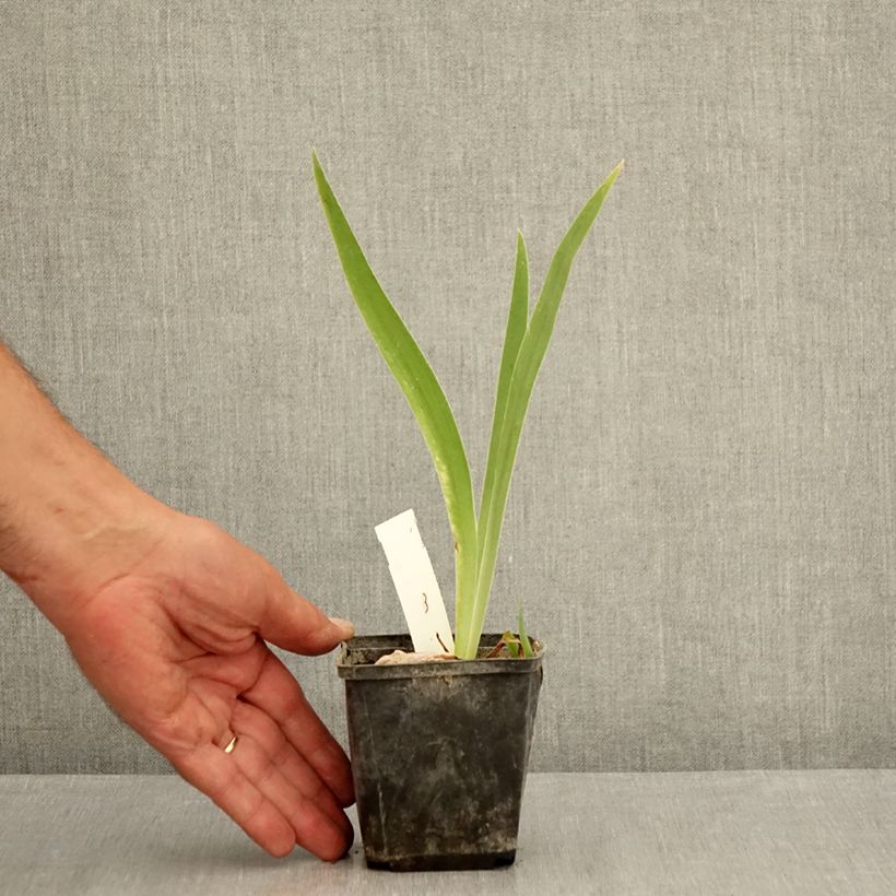Amostra de Iris germanica Brin de Folie Vaso de 8/9 cm tal como entregue no verão