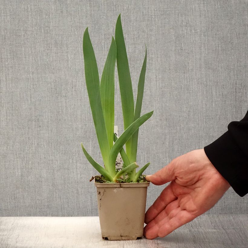 Amostra de Iris germanica Brin de Folie Vaso de 8/9 cm tal como entregue na primavera