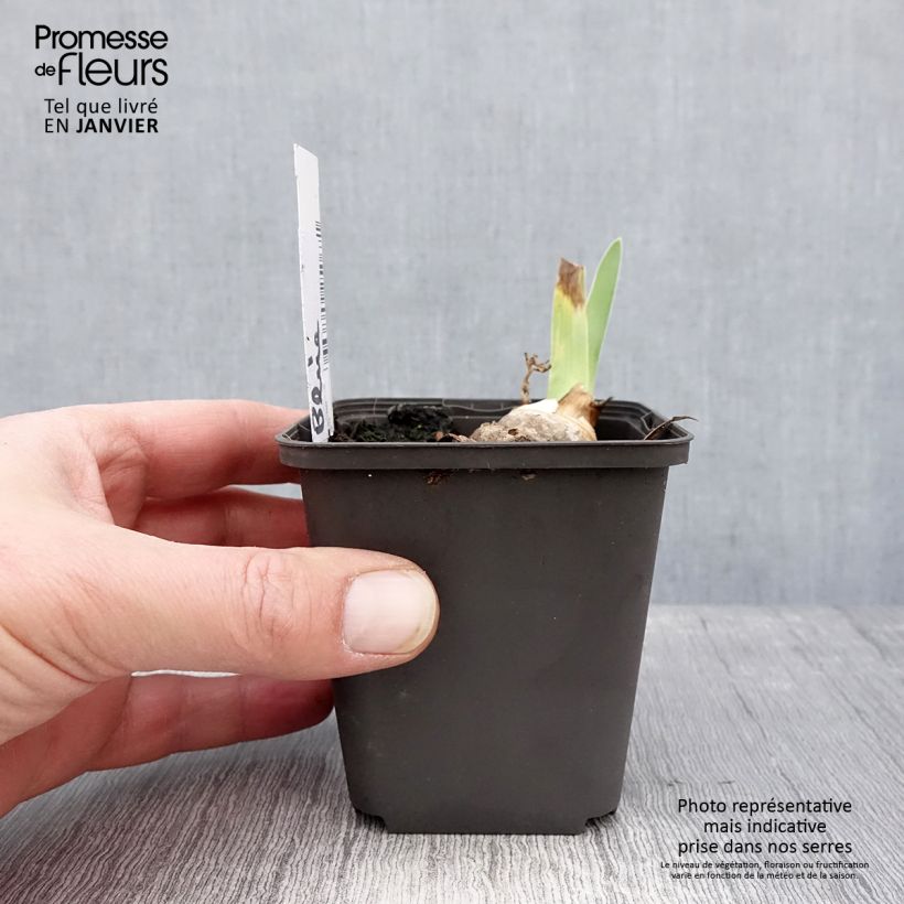 Amostra de Iris germanica Brindled Beauty - Iris des Jardins Godet de 8/9 cm tal como entregue no inverno