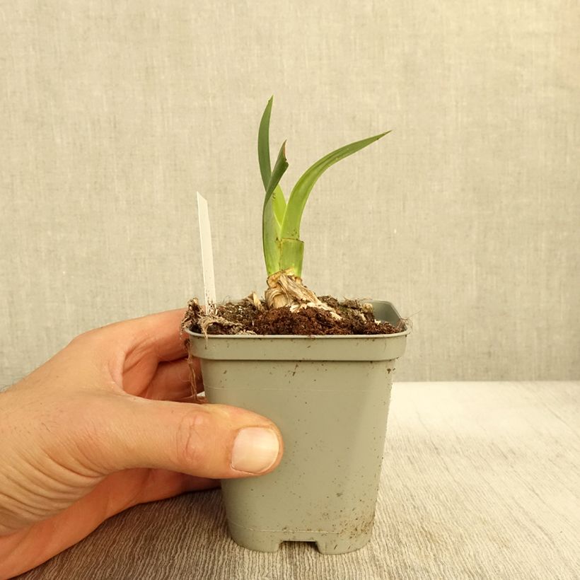 Amostra de Iris germanica Bullwinkle - Iris de bordure Godet de 8/9 cm, Calibre 4/6 tal como entregue no outono