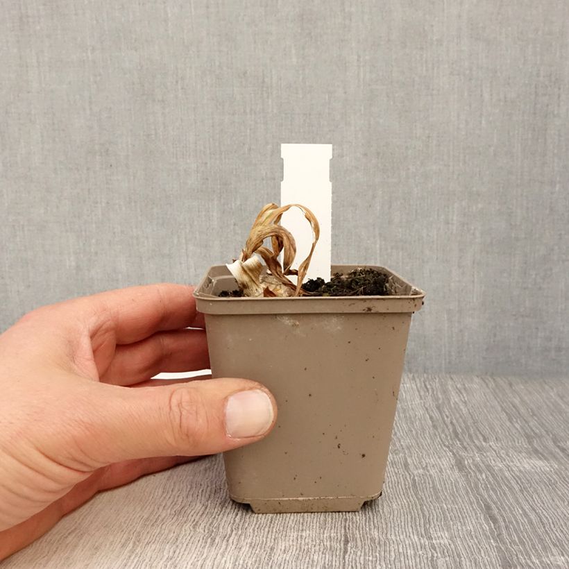 Amostra de Iris germanica Bullwinkle - Iris de bordure Godet de 8/9 cm tal como entregue na primavera