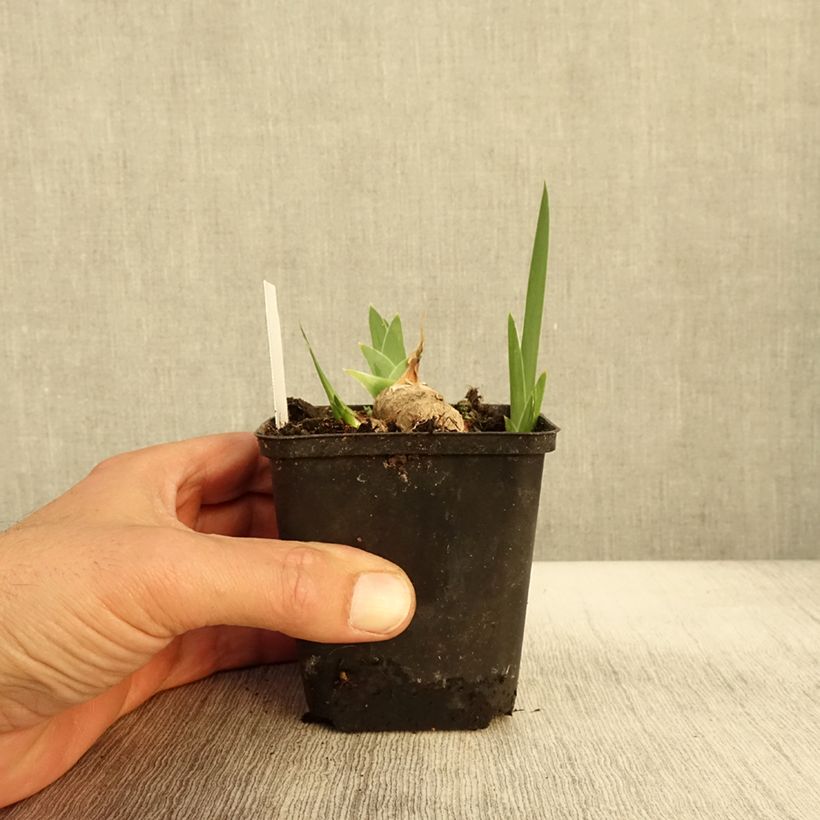 Amostra de Iris germanica Burnt Toffee Godet de 8/9 cm tal como entregue no outono