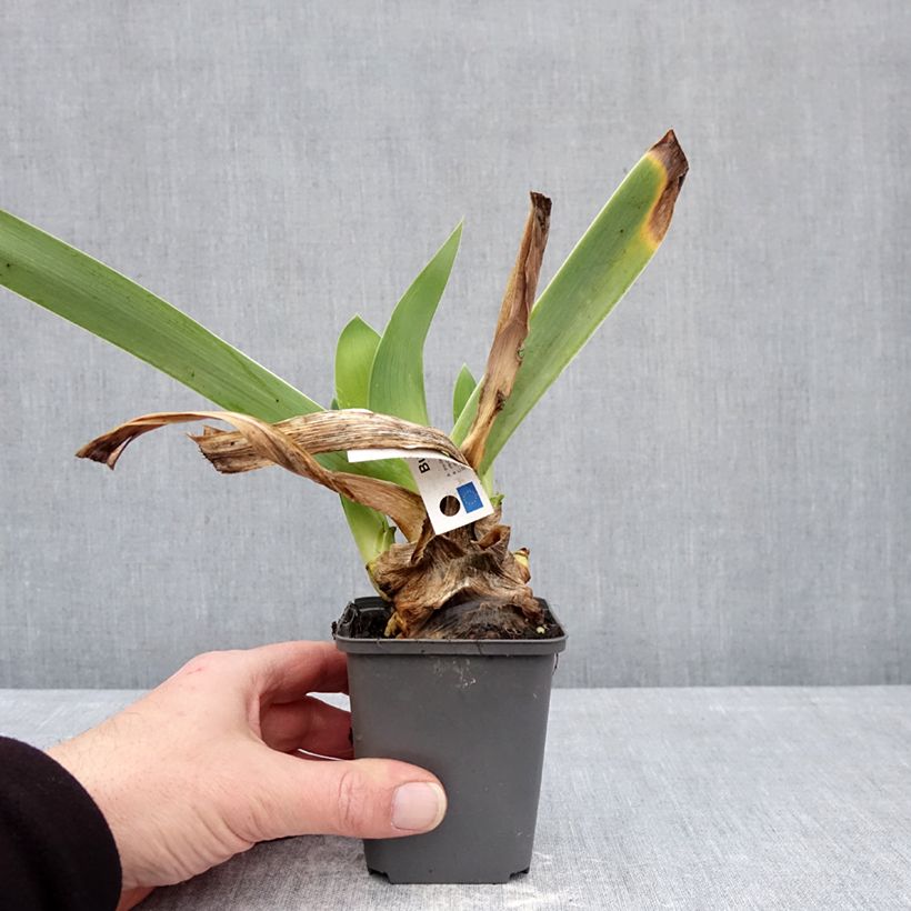 Amostra de Iris germanica But Darling Vaso de 8/9 cm tal como entregue no inverno