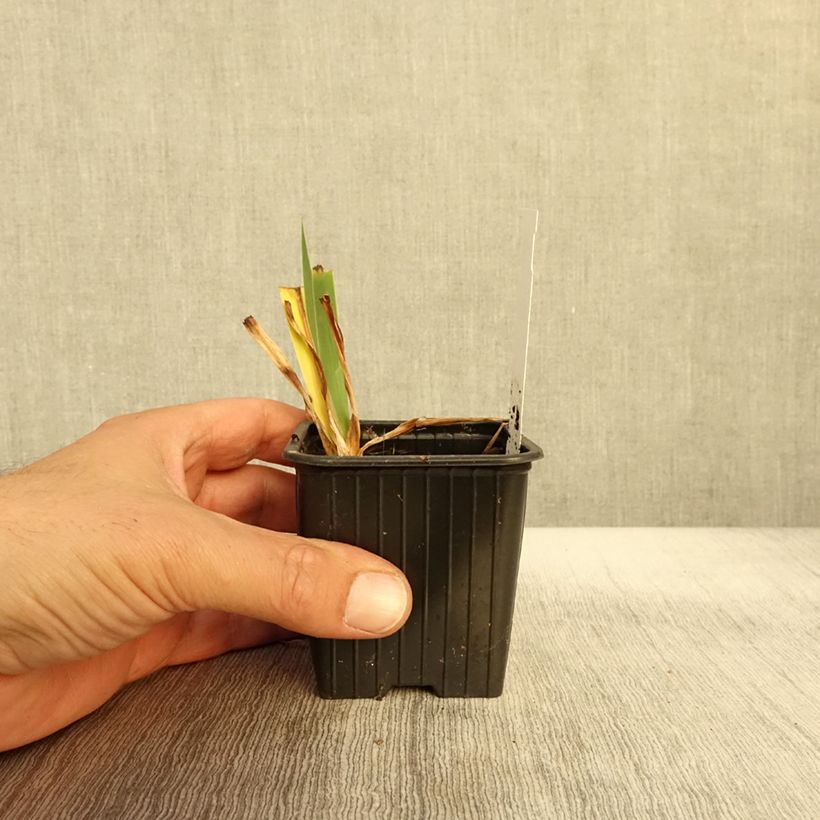 Amostra de Iris germanica Candy Apple - Iris Lilliput ou nain  Godet de 8/9 cm tal como entregue no outono