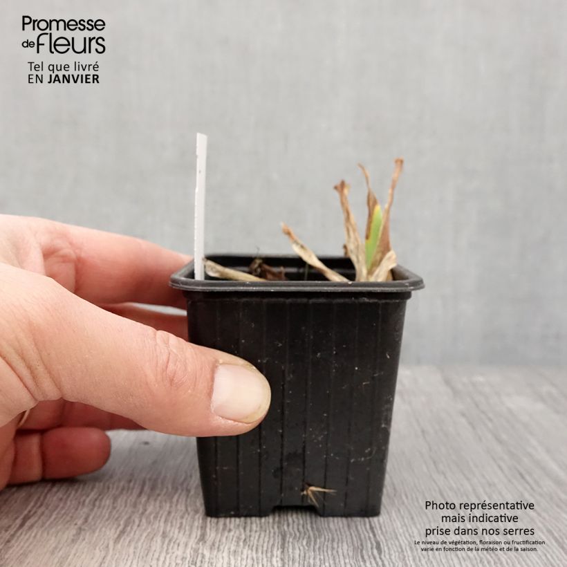 Amostra de Iris Candy Apple Vaso de 8/9 cm tal como entregue no inverno