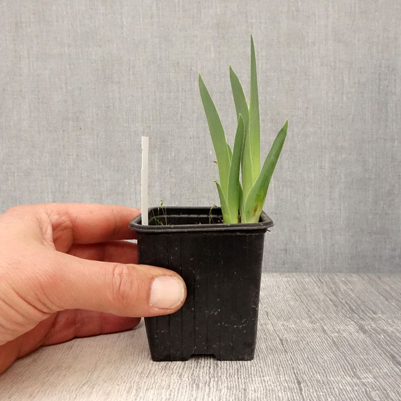 Amostra de Iris Candy Apple Vaso de 8/9 cm tal como entregue na primavera