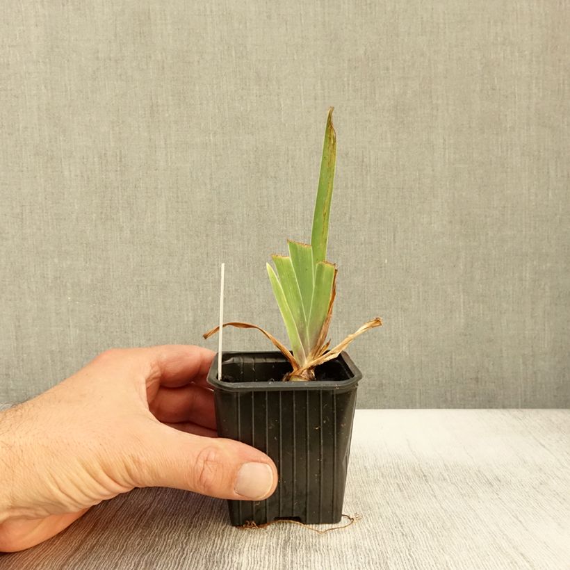 Amostra de Iris germanica Casino Queen Vaso de 8/9 cm tal como entregue no outono