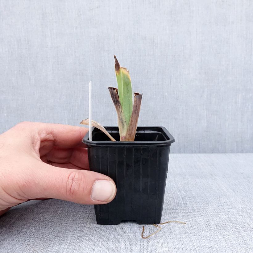 Amostra de Iris germanica Casino Queen - Iris des Jardins Godet de 8/9 cm tal como entregue no inverno