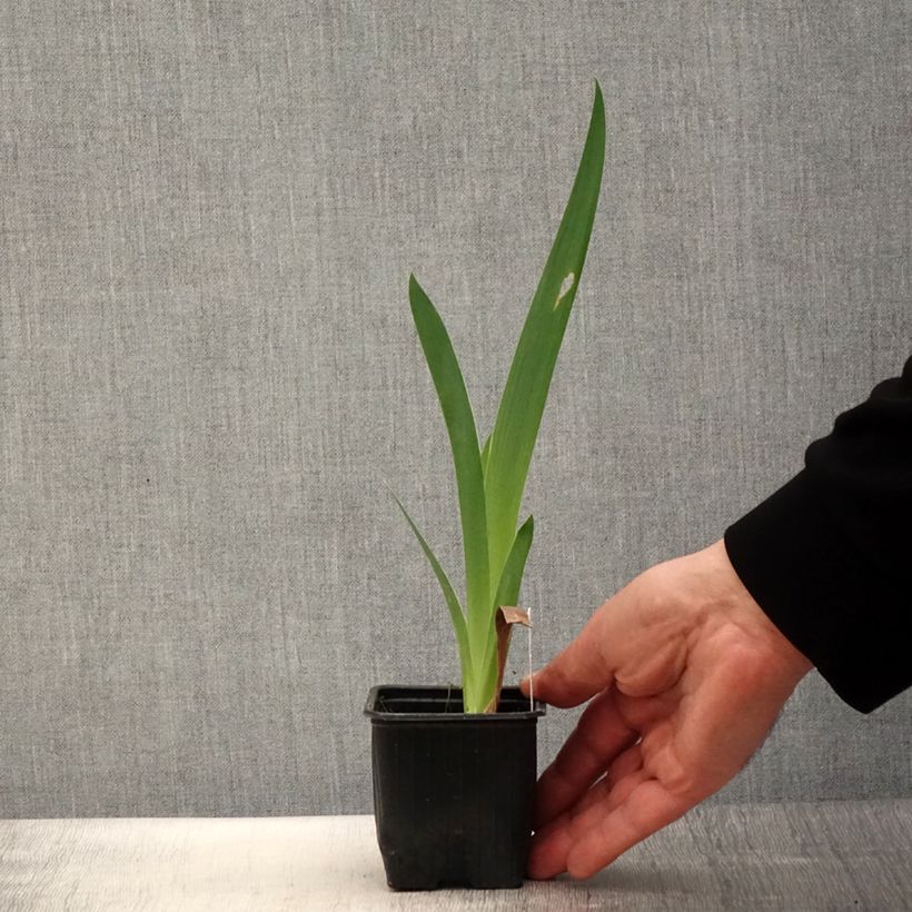 Amostra de Iris germanica Casino Queen Vaso de 8/9 cm tal como entregue na primavera