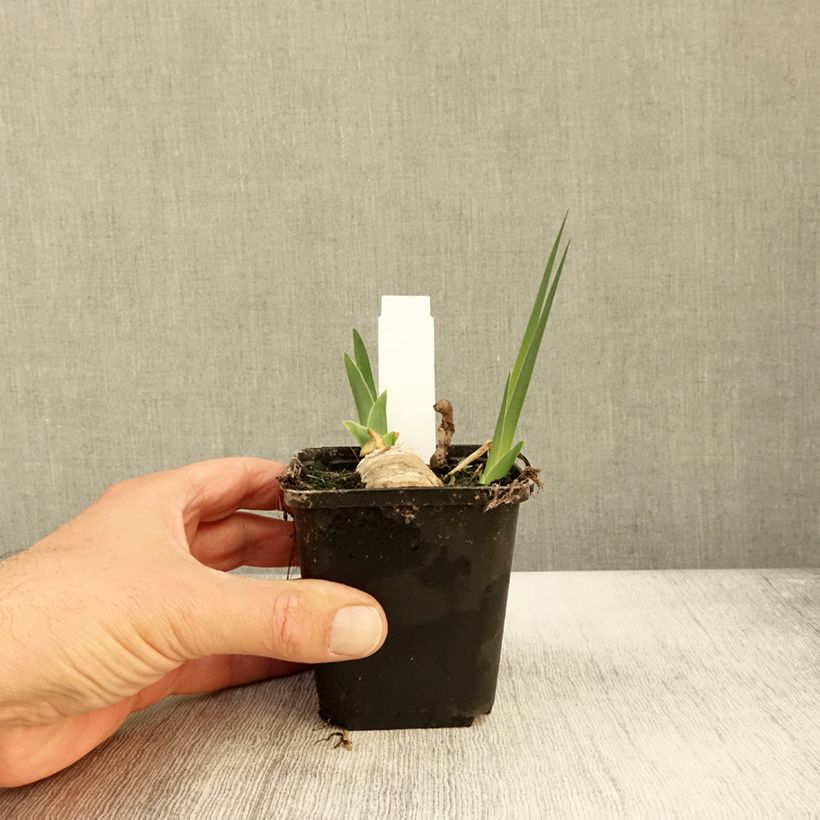 Amostra de Iris germanica Chateau d Auvers Sur Oise Vaso de 8/9 cm tal como entregue no outono