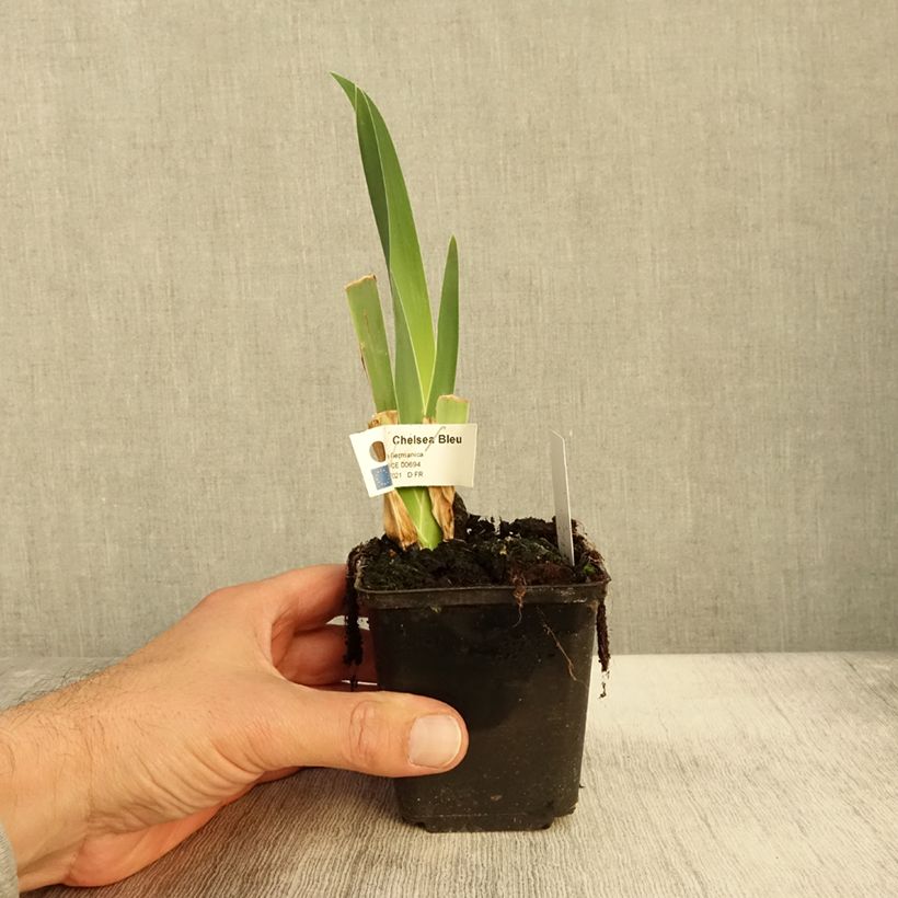 Amostra de Iris germanica Chelsea Bleu Godet de 8/9 cm tal como entregue no outono