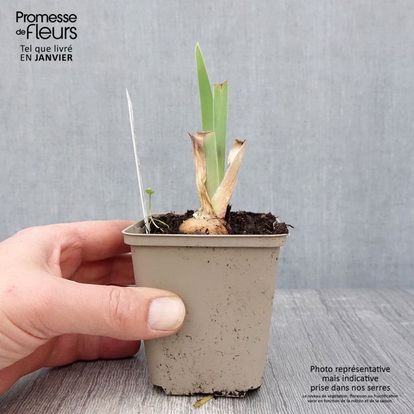 Amostra de Iris germanica Chelsea Bleu Vaso de 8/9 cm tal como entregue no inverno