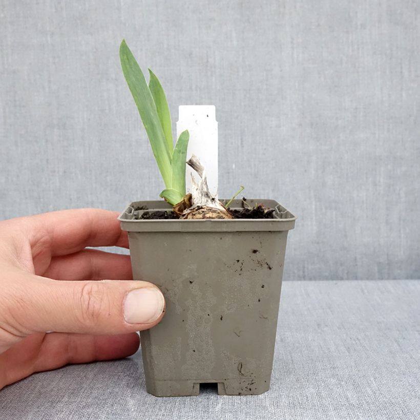 Amostra de Iris germanica Cherished Vaso de 8/9 cm tal como entregue na primavera