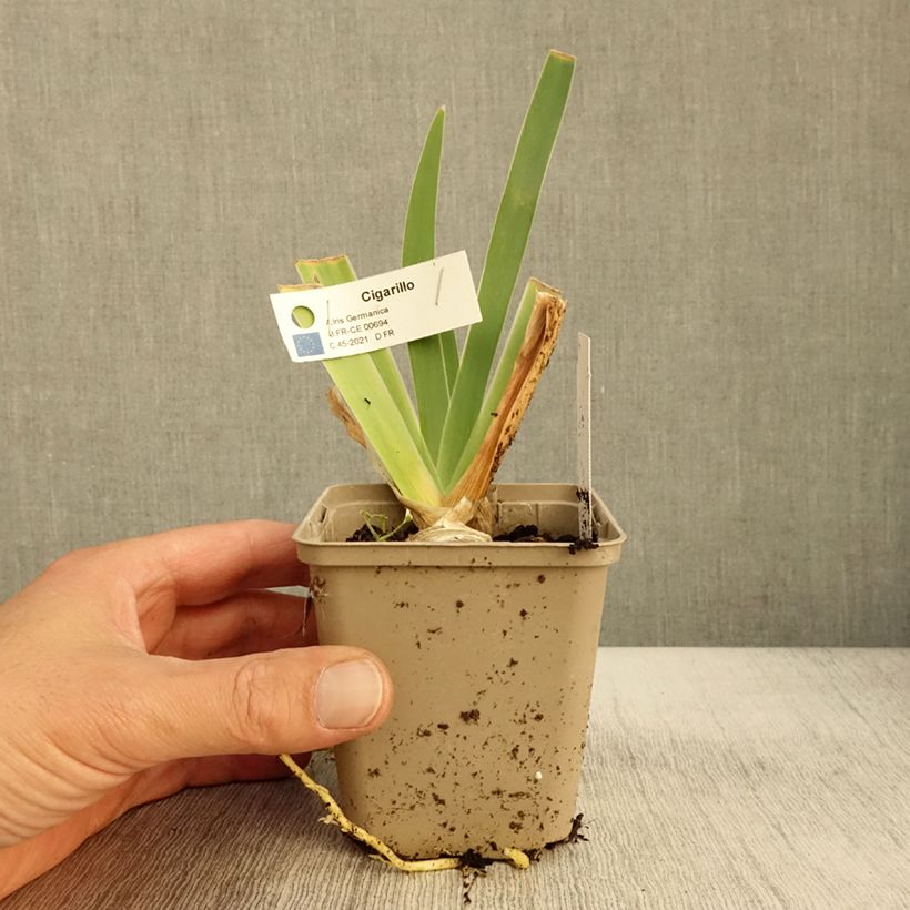 Amostra de Iris germanica Cigarillo Vaso de 8/9 cm tal como entregue no outono