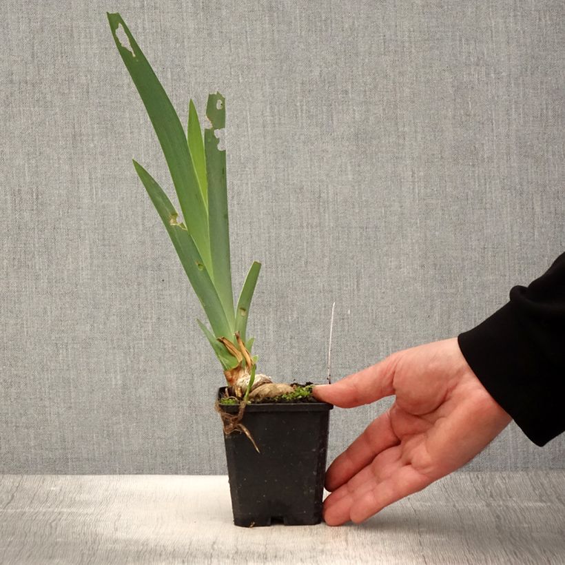 Amostra de Iris germanica Coffee Trader Vaso de 8/9 cm tal como entregue na primavera