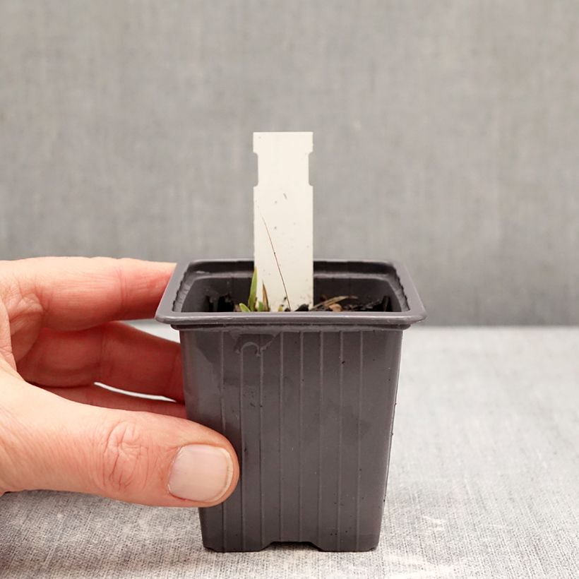 Amostra de Iris germanica Color me Rose Vaso de 8/9 cm tal como entregue no inverno