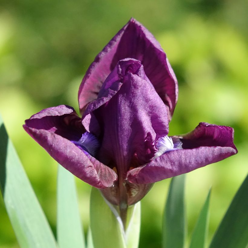 Iris germanica Color me Rose (Floração)