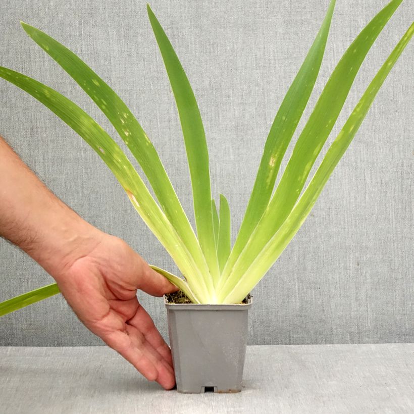 Amostra de Iris germanica Comme un Sourire - Iris des Jardins Godet de 8/9 cm tal como entregue no outono