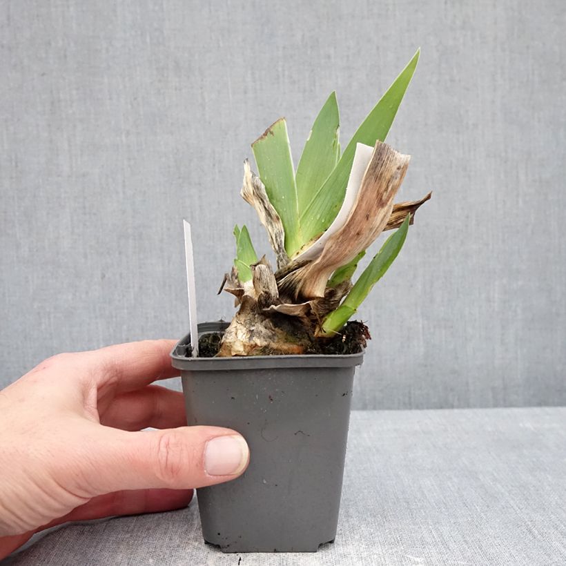 Amostra de Iris germanica Conspiration Vaso de 8/9 cm tal como entregue no inverno