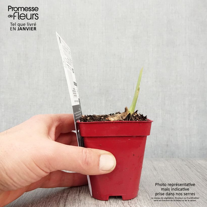 Amostra de Iris germanica Copper Classic Vaso de 8/9 cm tal como entregue no inverno