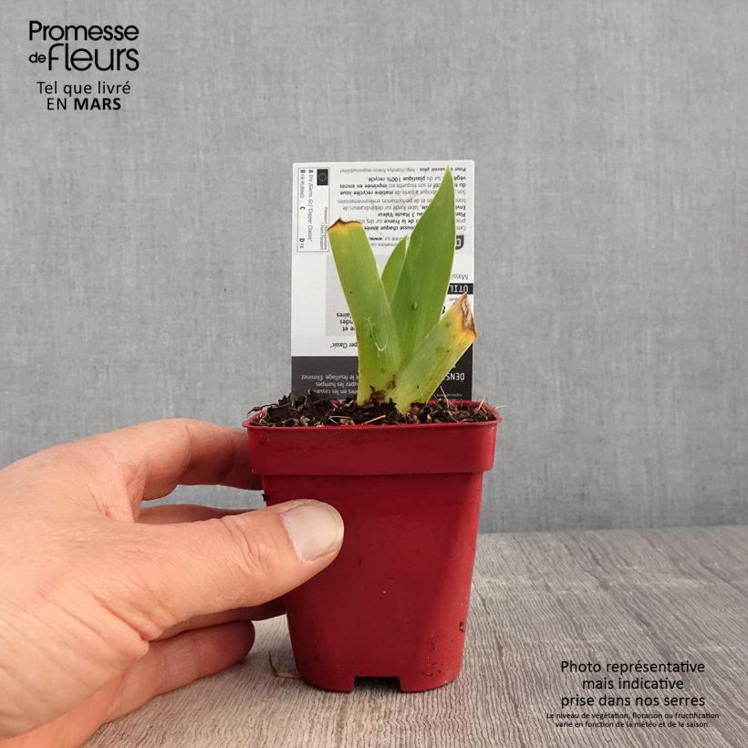 Amostra de Iris germanica Copper Classic Vaso de 8/9 cm tal como entregue na primavera