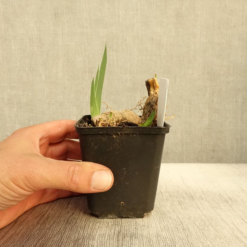Amostra de Iris germanica Crimson Tiger - Iris des Jardins Godet de 8/9 cm tal como entregue no outono
