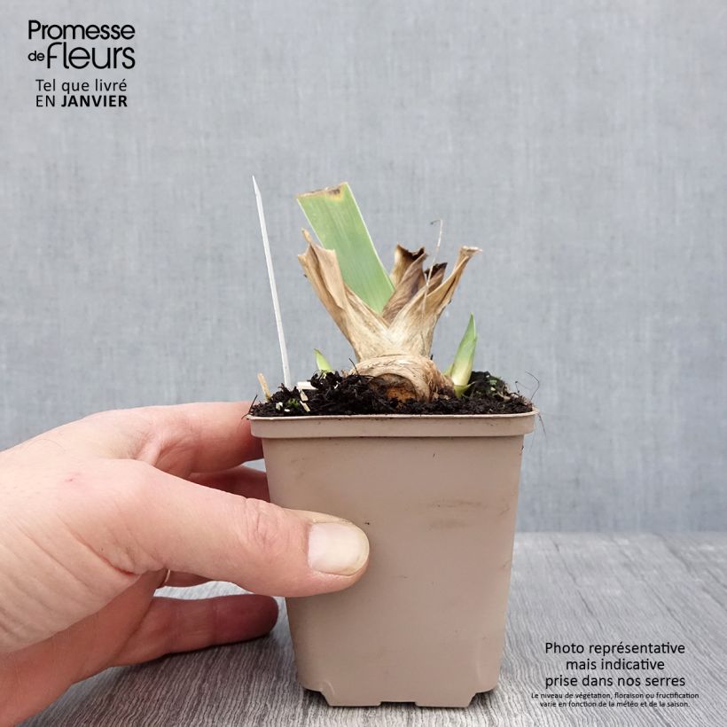 Amostra de Iris germanica Crimson Tiger - Iris des Jardins Godet de 8/9 cm tal como entregue no inverno