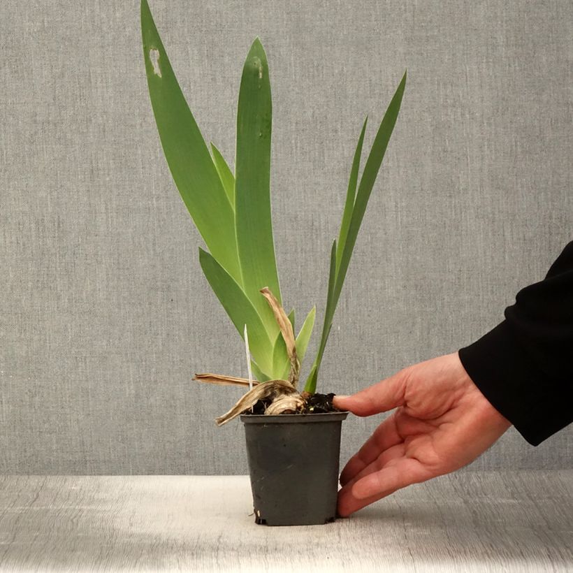 Amostra de Iris germanica Crimson Tiger Vaso de 8/9 cm tal como entregue na primavera