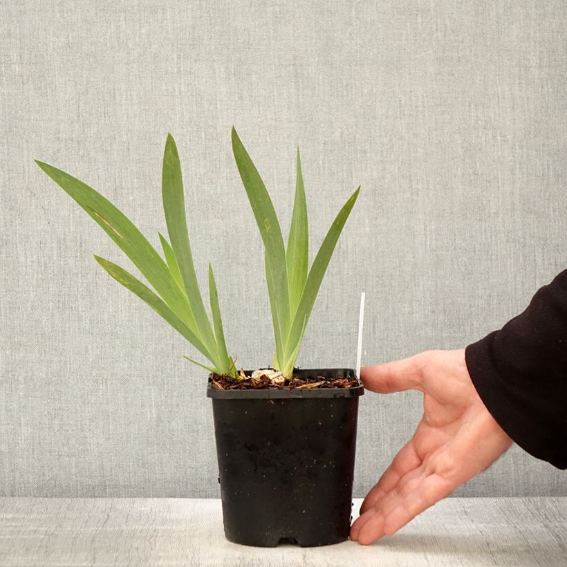 Amostra de Iris germanica Crinoline - Iris des Jardins Pot de 1,5L/2L tal como entregue na primavera