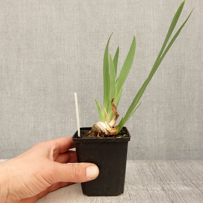 Amostra de Iris germanica Crinoline Vaso de 8/9 cm tal como entregue na primavera