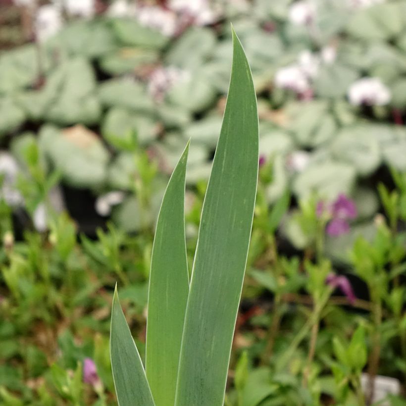 Iris germanica Crinoline (Folhagem)