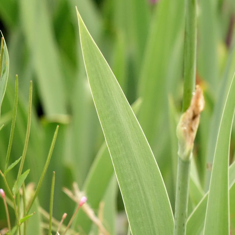 Iris germanica Cutie (Folhagem)
