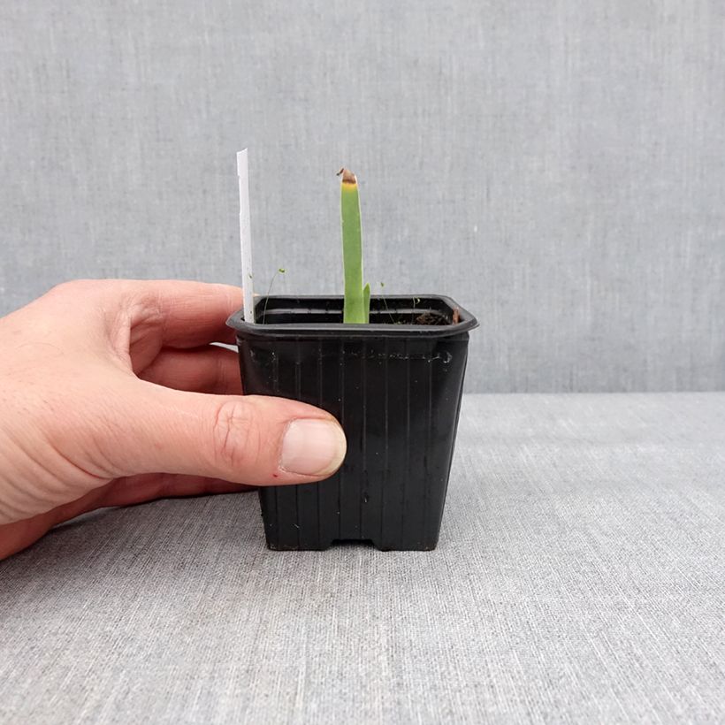 Amostra de Iris germanica Cutie Vaso de 8/9 cm tal como entregue no inverno