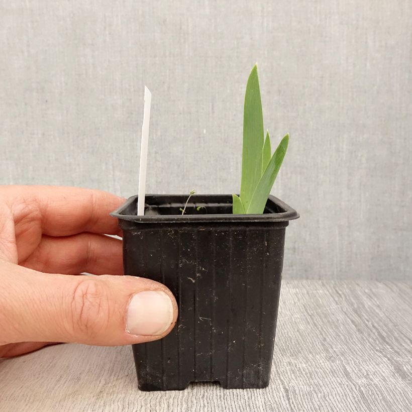 Amostra de Iris germanica Cutie Vaso de 8/9 cm tal como entregue na primavera