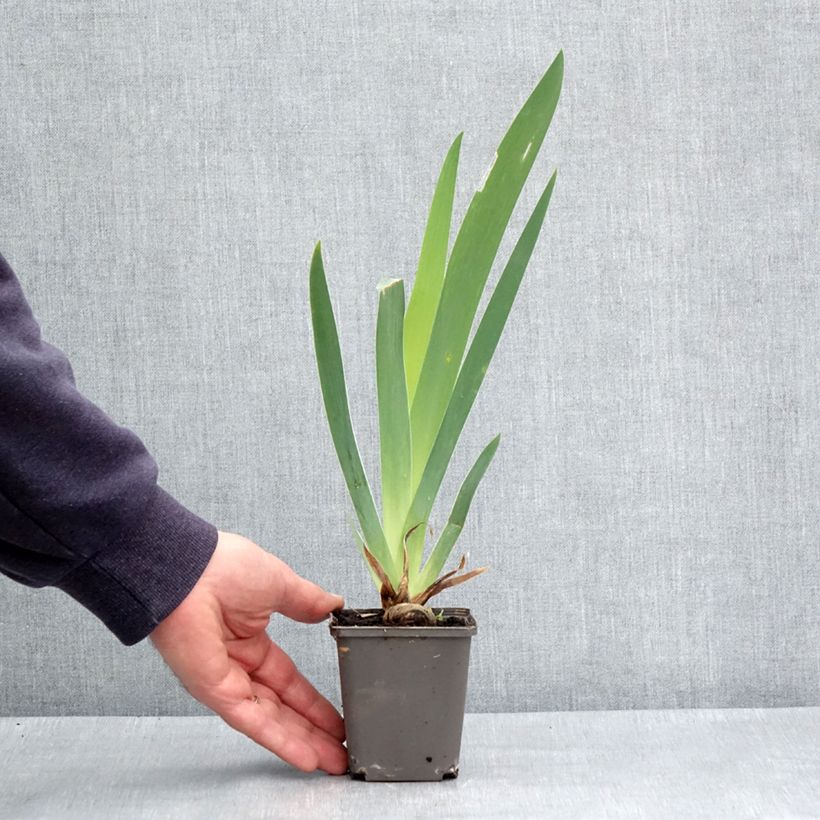 Amostra de Iris germanica Dame de Coeur Vaso de 8/9 cm tal como entregue na primavera