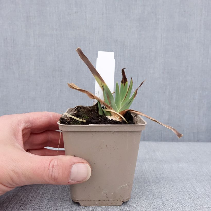 Amostra de Iris germanica Danse du Feu - Iris des Jardins Godet de 8/9 cm tal como entregue no inverno