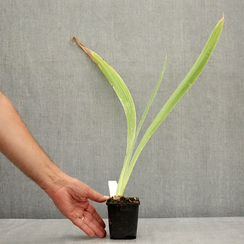 Amostra de Iris germanica Dating A Royal Vaso de 8/9 cm tal como entregue no verão